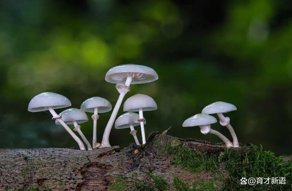 社团避坑指南_大学社团_大学社团选择原则