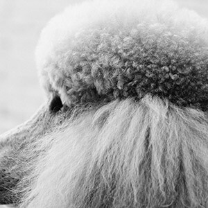 交通违章逾期未处理后果_违章后果_汽车违章不处理会有什么后果