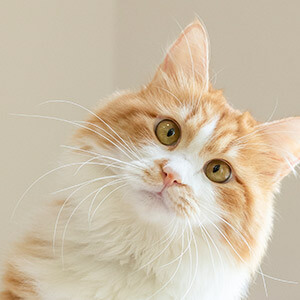 汽车违章不处理会有什么后果_交通违章逾期未处理后果_违章后果