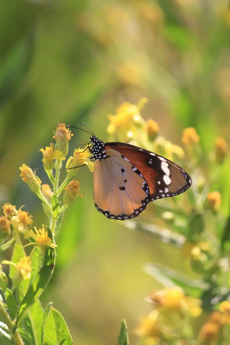 2026 年大学生考证指南：避开无用证，抓住求职敲门砖