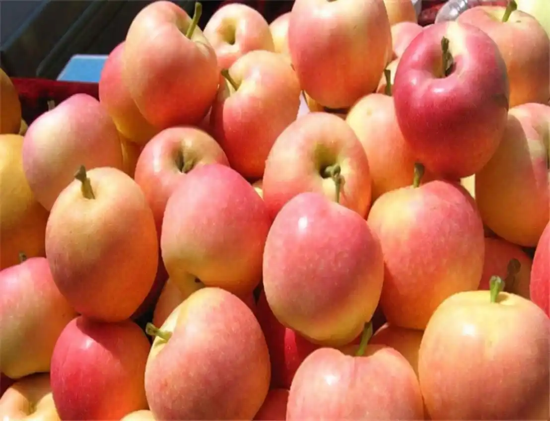 疫情相关行业_疫情期间水果价格波动因素_物流运输对水果价格的影响