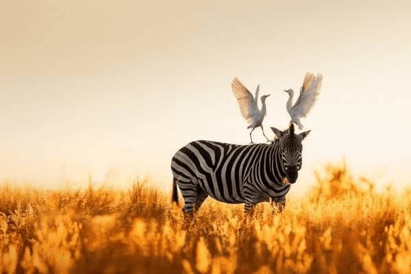 黑龙江等省份高考体育生综合分计算公式及分数计算方法