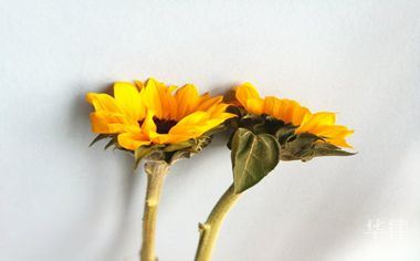 机动车违章扣分处理全流程及黄灯亮开车过去是否扣分解答