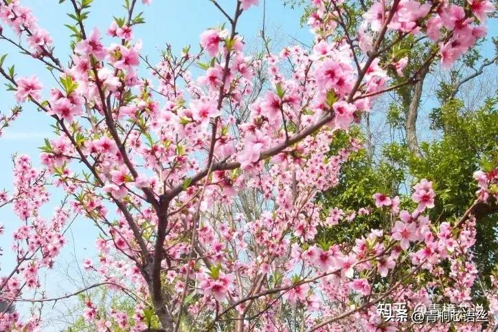 家长如何帮助孩子填报志愿_高考志愿填报指南_高考志愿填报